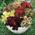 coleus plants live In Pot Choose Your Favorite