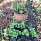 organic spinach plant In Vase