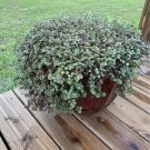 jade plant live In Pot Bolivian Jade