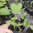 Sweet Potatoe Plant Organic In Pot