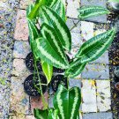 Schismatoglottis Live Plant In Vase