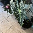 variegated black stem alocasia In Pot