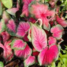 caladium plant In Pot 4”