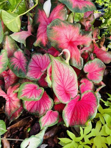 caladium plant In Pot 4&acirc;��