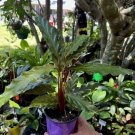 calathea plants In Vase Durable Plant
