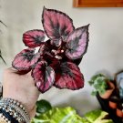 Begonia Rex Begonia Red Heart Plant With Pot Included