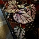 Begonia Rex Purple With Pot Med Size durable plant indoor or outdoor