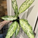 Dieffenbachi plant in vase