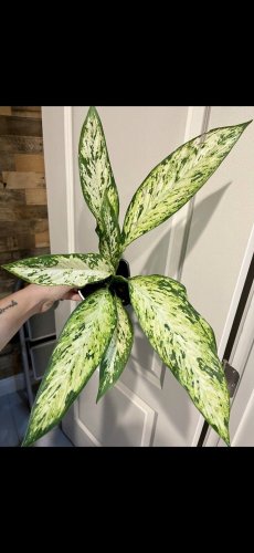 Dieffenbachi plant in vase