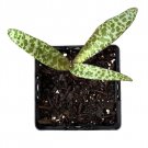 Plant Leopardo Lily In Pot