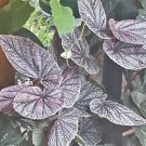 Begonia Pink In Vase