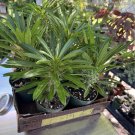madagascar palm plant In Pot