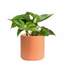 Golden pothos included pot and soil