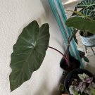 alocasia metalica in pot