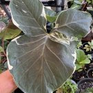 Alocasia Mickey Plant Variagate In Pot
