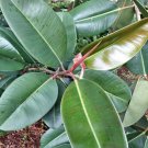 live rubber tree plant In Pot