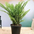 boston fern live plant In Pot Huge Size Big Pot