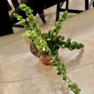 hoya hindu rope plant With Pot Included