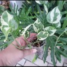 n joy pothos In Pot