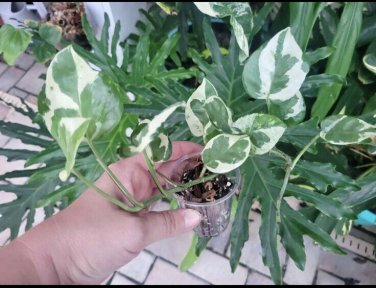 n joy pothos In Pot