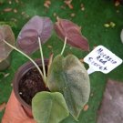 Alocasia Red Secret Plant In Pot