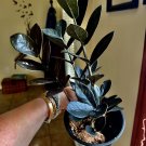 Zz plant in black color plant with pot included available in green