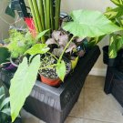 Philadendrum Horse Head Plant In Vase Indoor Or Outdoor Plant