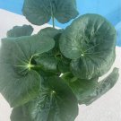 leopard plant In Pot