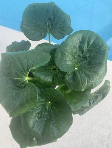 leopard plant In Pot