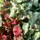 caladium plants full In Pot
