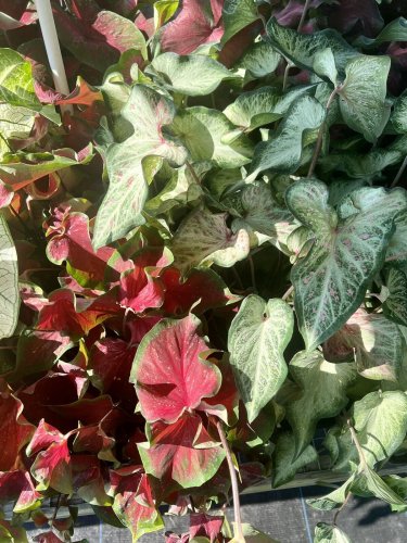 caladium plants full In Pot