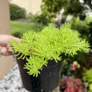 sedum plants with pot included