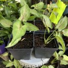 Syngonium plant in vase