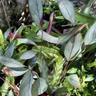 calathea plants In Vase