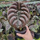 Alocasia Cuprea Plant In Pot Exotic And Durable Plant