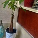 money tree plant In Pot Small Size And Médium For The Good Luck