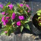 New Guinea Plant new guinea plant in pot 1 gallon
