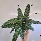 Rattle snake calathea plant In Vase