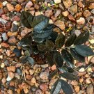 Zz plant black color with pot easy maintenance indoor or outdoor