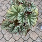 begonia plants houseplants In Vase