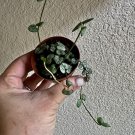 plant cuttings rooting available all type of plants included a starting pot