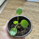 Chinnese Money Plant For The Good Luck With Pot Included And Money In The Soil