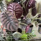 Alocasia Cuprea Alocasia Cuprea Red Secret Plant 12” With Vase