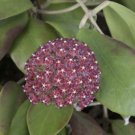 Joya Plant In Pot
