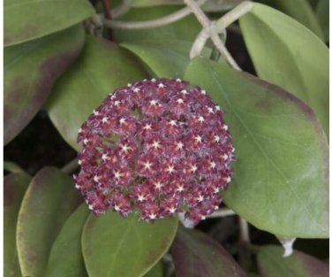 Joya Plant In Pot
