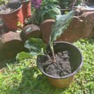 ginger root plant In Vase Organic And Edible