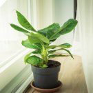 Banana Tree Organic With Pot