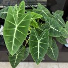 colocasia taro plants Live Plant In Base
