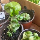 hoya Baby Indu Rope In Vase Rooted