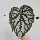 Begonia rex Betsy Iridescent In Vase